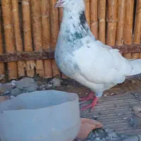 کبوتر نر مخصوص بازی|پرنده|بندر ترکمن, |دیوار