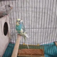 یک جفت مرغ عشق|پرنده|مشهد, کوی پلیس|دیوار