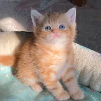 بریتیش و اسکاتیش های رویایی|گربه|رشت, آزادگان|دیوار