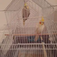 عروس هلندی مولد