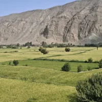 برنج طارم به شرط ارگانیک  بودن و طمع و مزه پخت