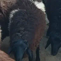 فروش یه دونه بره نر( پرواری)