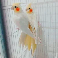 عروس لوتینو کینگ و زعفرونی جفت سینه پر به شرط