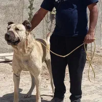 واگذاری سگ سرابی