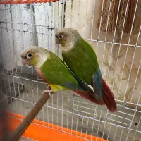 گیرینچیک