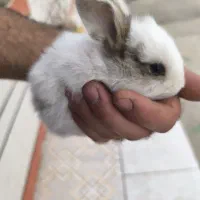 خرگوش|موش و خرگوش|شوشتر, |دیوار