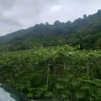 فروش ویلا جنگلی نیمه ساز|فروش خانه و ویلا|حویق, |دیوار