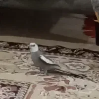 عروس هلندی گم شده