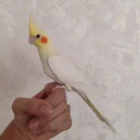 عروس هلندی