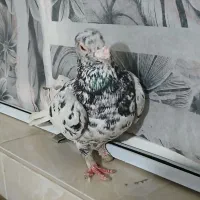 کفتر پرشی|پرنده|نیشابور, امام خمینی|دیوار