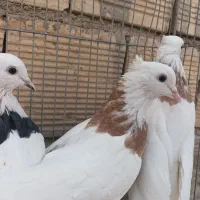 کبوترطوقی|پرنده|زیباشهر, |دیوار