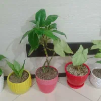 گل طبیعی|گل و گیاه طبیعی|گلبهار, شهر جدید گلبهار|دیوار