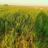 کاشت سبزی