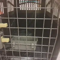 قفسه سگ/گربه|لوازم جانبی حیوانات|لشت نشا, |دیوار