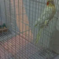 عروس هلندی