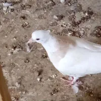 ۴تا کفتر جوجه|پرنده|علی‌آباد کتول, |دیوار