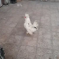 خروس|حیوانات مزرعه|قره کهریز, |دیوار