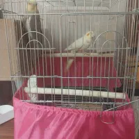 جفت مولد|پرنده|آفتاب, |دیوار