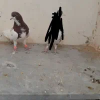 ساده افشون|پرنده|سبزوار, قصبه شرقی|دیوار