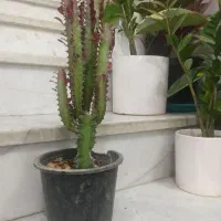 گل اپارتمانی برکه|گل و گیاه طبیعی|یزد, |دیوار