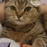 گربه اسکاتیش فولد ماده