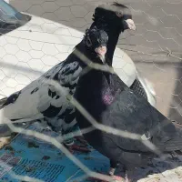 10تا نرسوراخ