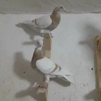 کرم خط سفید زرد گلالی|پرنده|برازجان, |دیوار