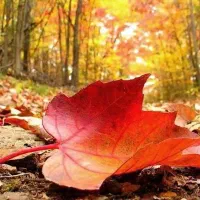 جویای کار