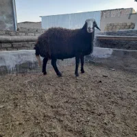 بره بذری تیزران وبزجوان|حیوانات مزرعه|نیشابور, ریوند|دیوار