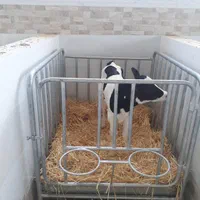 باکس گوساله دانی برای گاوداری