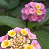 گل تزئینی|گل و گیاه طبیعی|رشت, کوی قدس|دیوار