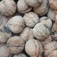 گردو درجه یک اعلا|حراج|اندیمشک, |دیوار