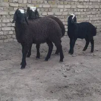 شیشک شالی
