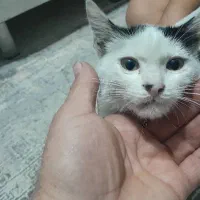 واگذاری سفیدبرفی (یه گربه ناز و خوشگل)|گربه|تهران, قزل قلعه|دیوار