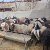 میش 40راس|حیوانات مزرعه|یزد, |دیوار