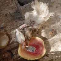 مرغ و شیش تا جوجه هایش