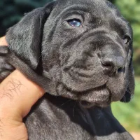 توله دالمیشن/نر و ماده