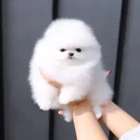 پامرانین عروسکی ۷۳روز|سگ|مشهد, کوثر|دیوار