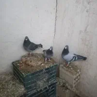 کبوتر مسافتی