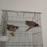 مرغ مینا|پرنده|ساری, |دیوار