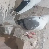 کبوتر خوب|پرنده|ابهر, |دیوار