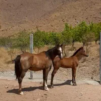 مادیان به همراه کره