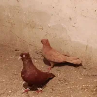 کبوتر