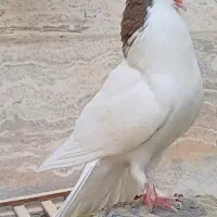 کفتر نر یال دستی پاک|پرنده|یزد, |دیوار