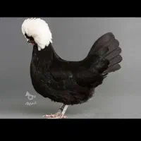 فروش غاز نر و ماده و مرغ و خروس کاکلی خشکال