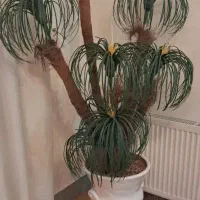 گل وگلدان مصنوعی‌.بسیارزیبا.