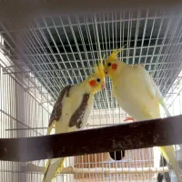 ۲جفت عروس هلندی مولددوکت پروانه ای ولوتینو زعفرانی|پرنده|لنگرود, |دیوار