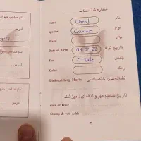 سگ شیتزو|سگ|اسدآباد, |دیوار