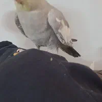 عروس هلندی نر سخنگو