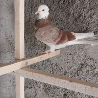 یک جفت کبوتر خوب